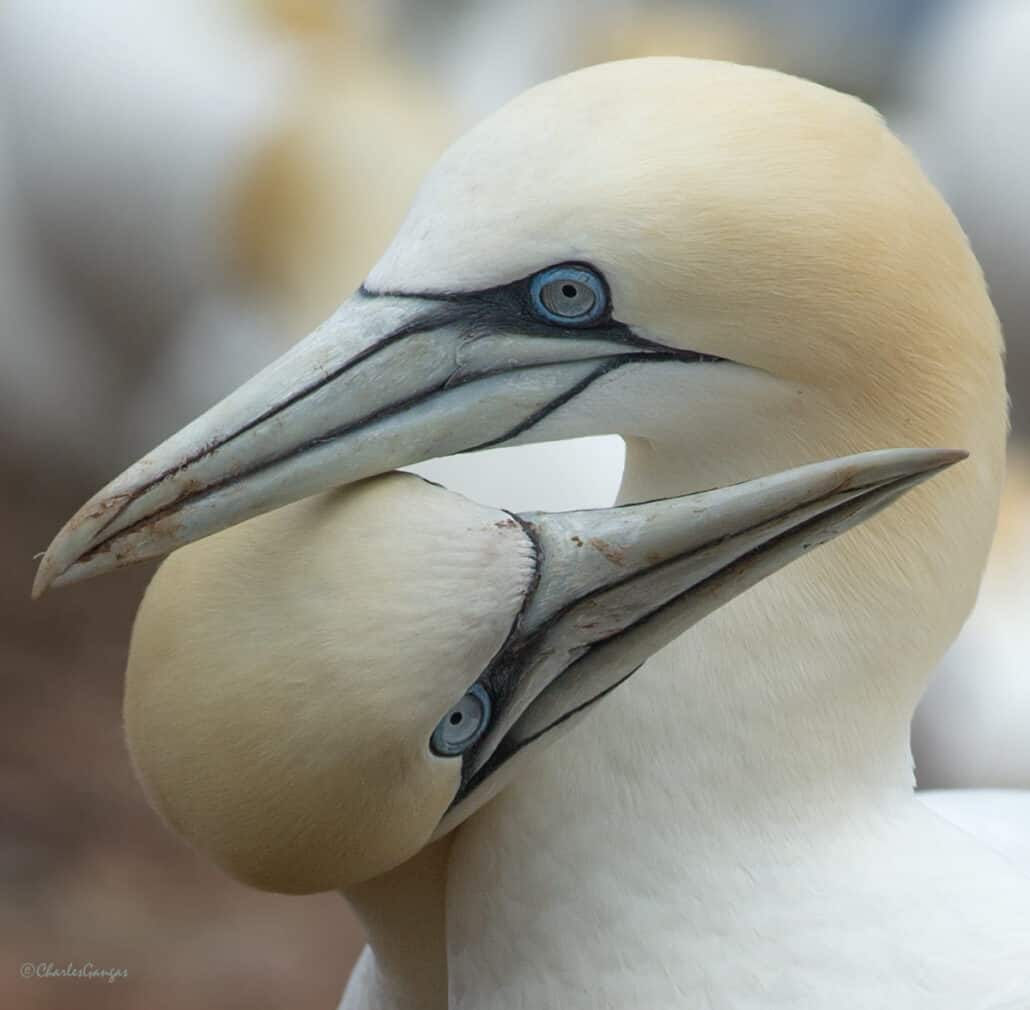 Northern gannets. Photo by Charles Gangas.