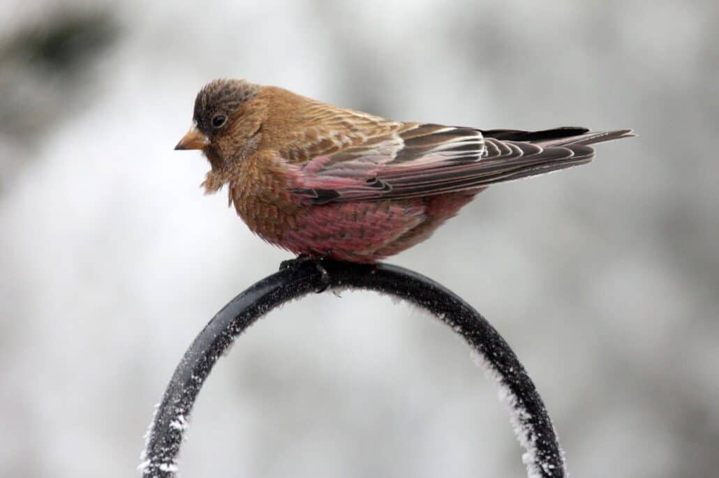 Brown-capped rosy-finch, photo by Dominic Sherony / Wikimedia.