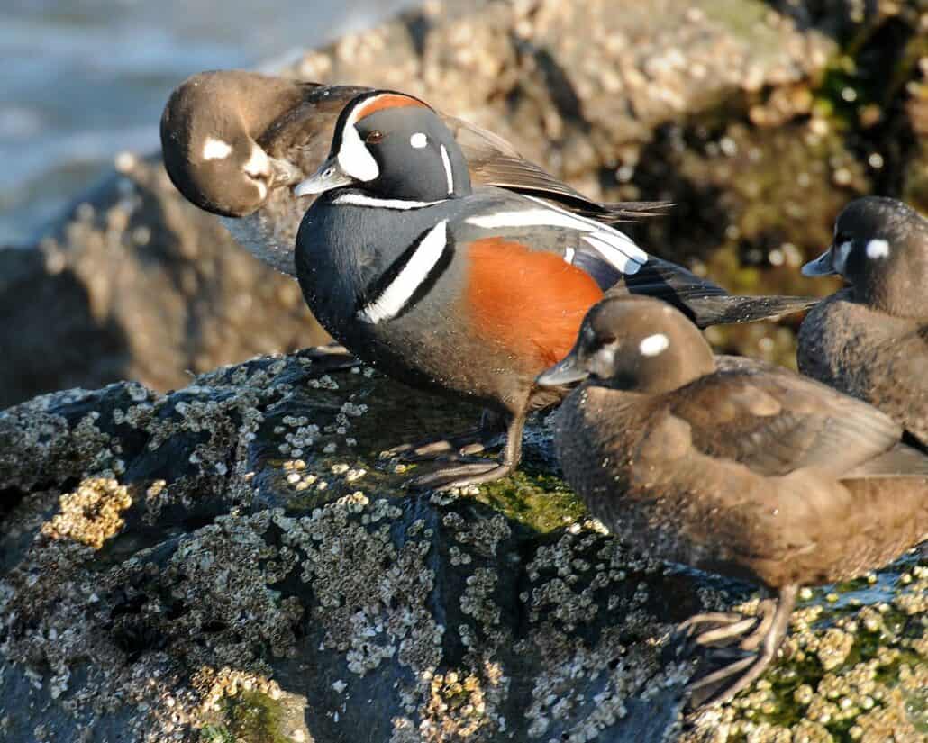 Harlequin ducks photo by Peter Massas / Wikimedia.