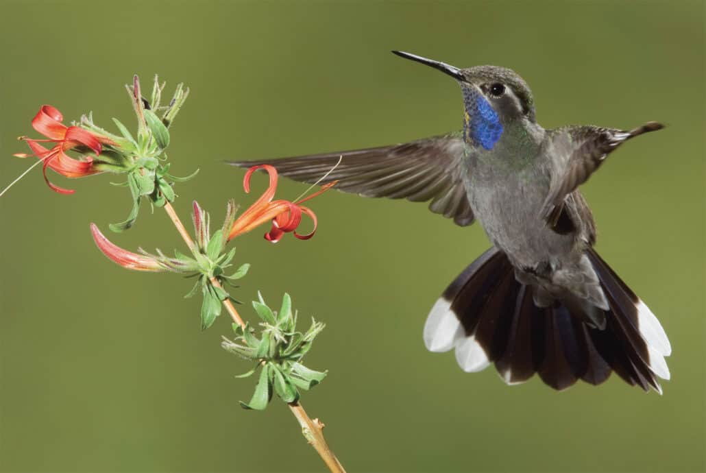 Blue-throated hummingbird, male. Photo by Charles Melton.