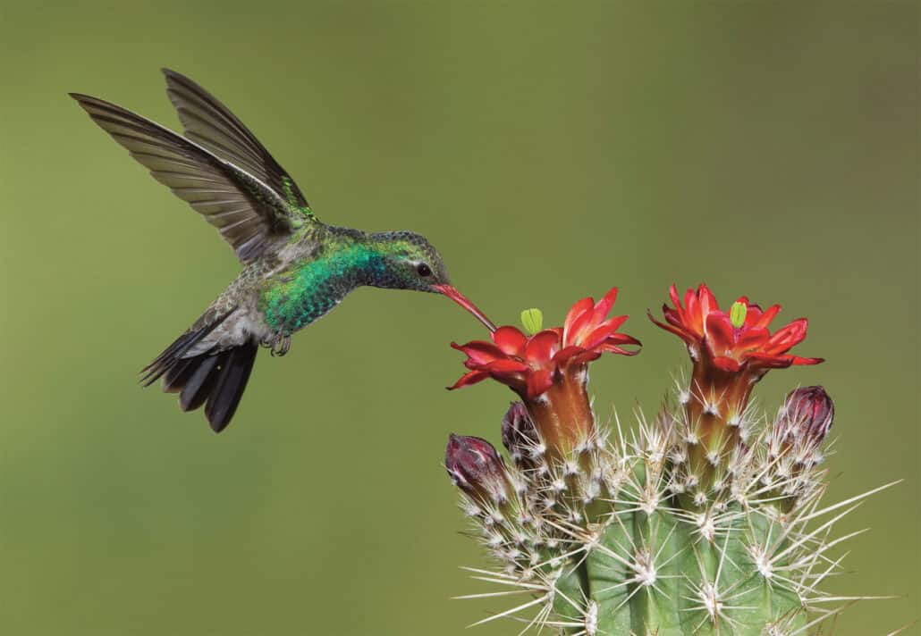 Broad-billed hummingbird (male) by Charles Melton.