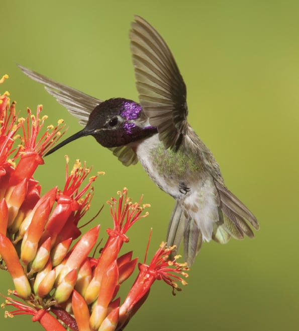 A male Costa’s hummingbird sips from the flower of an ocotillo.