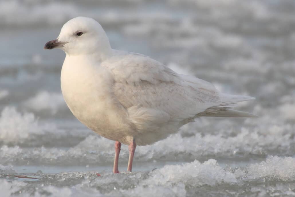 Iceland gull photo by MDF / Wikimedia.