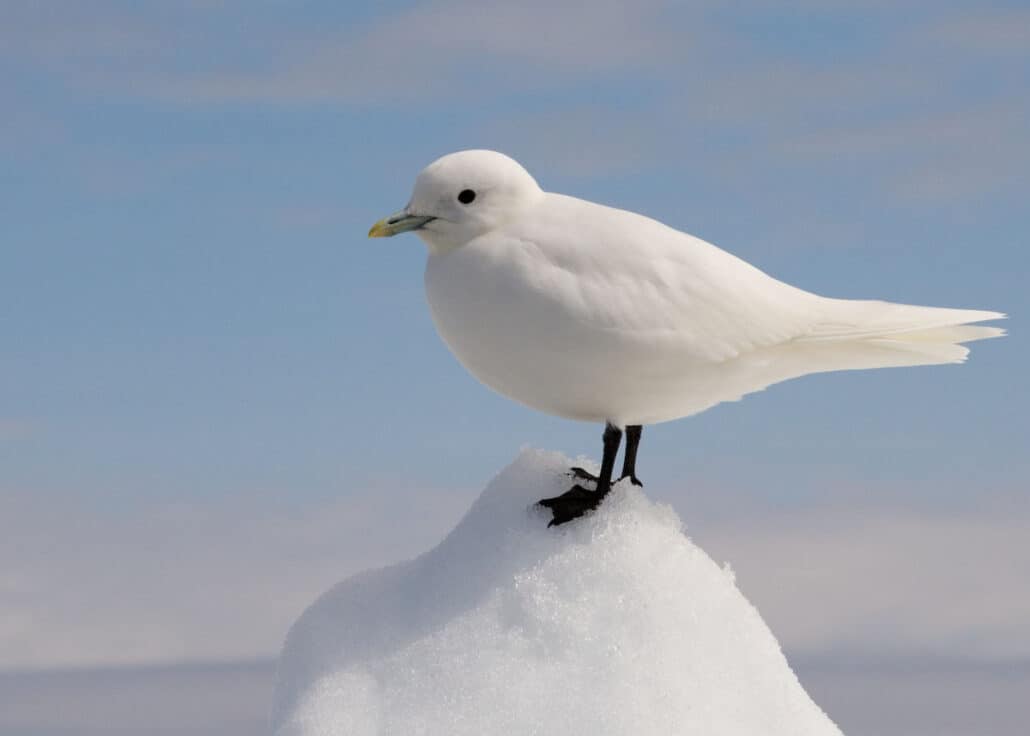 Ivory gull photo by Jomilo75 / Wikimedia.