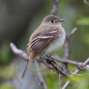 Least flycatcher by MDF / Wikmedia.