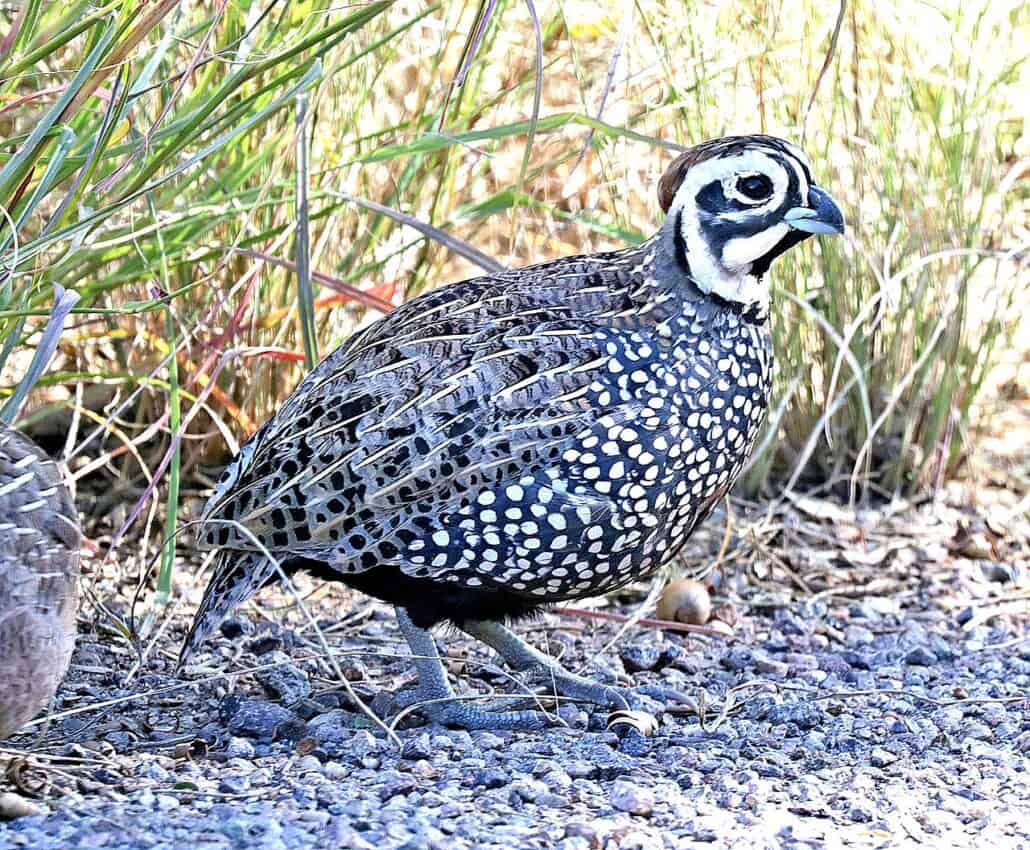 Montezuma quail by Alan Schmierer / Wikimedia.