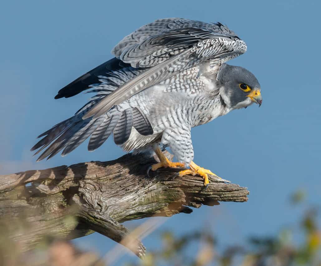 Peregrine falcon at Cape May, New Jersey. Photo by Shutterstock.