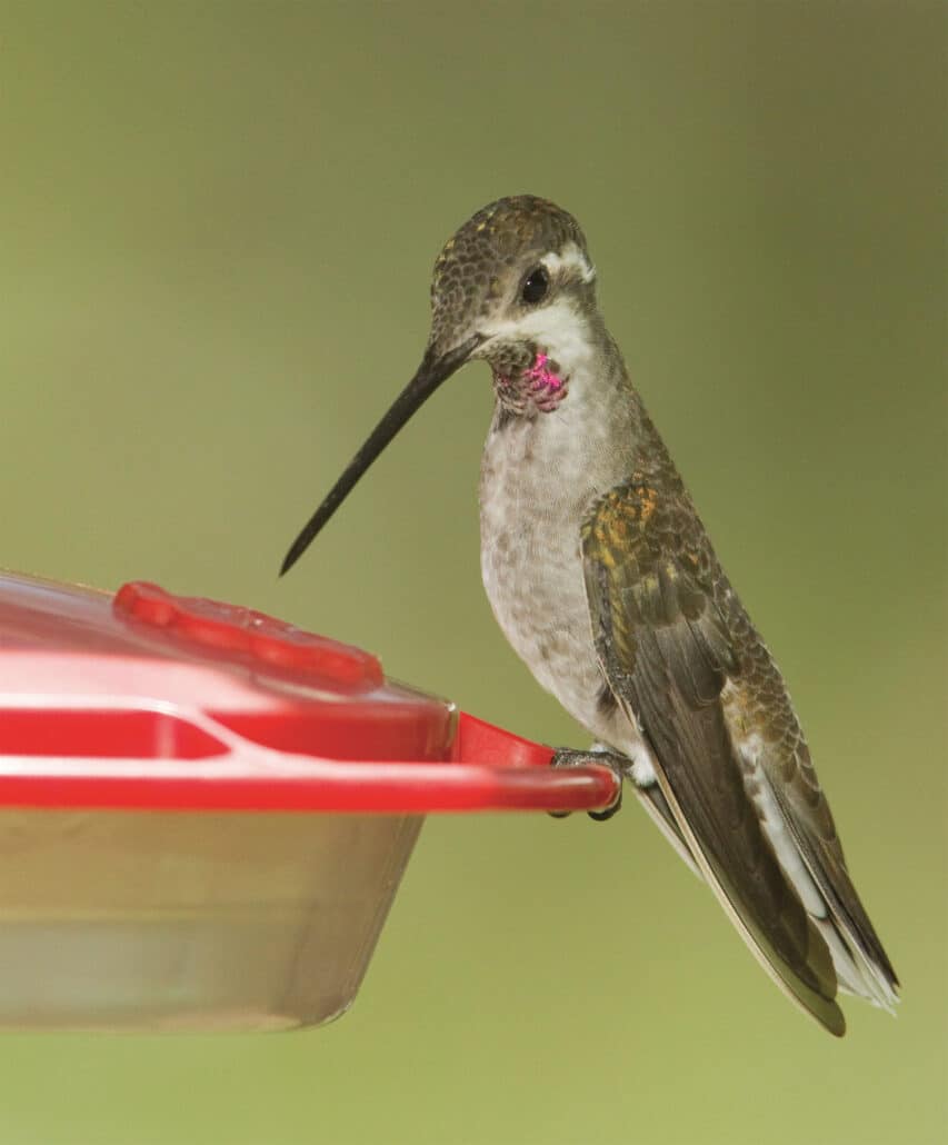 Plain-capped startthroat, male. Photo by Charles Melton.