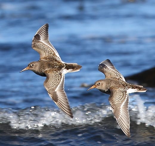 Purple sandpipers. Photo by Marton Berntsen / Wikimedia.