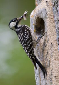 Red-cockaded woodpecker by USFWS / Wikimedia.