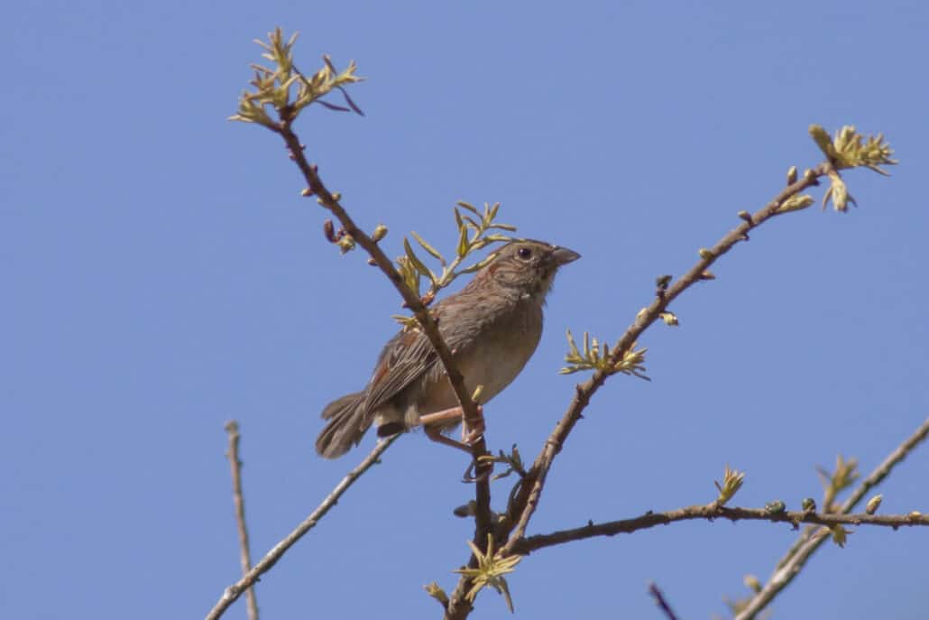 Bachman's sparrow. Photo by Michael Todd.