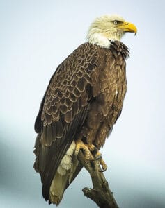 A bald eagle perches on a snag.
