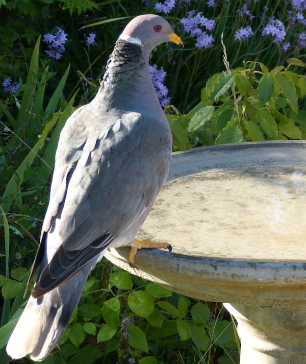 A band-tailed pigeon sits on the edge of an empty birdbath.