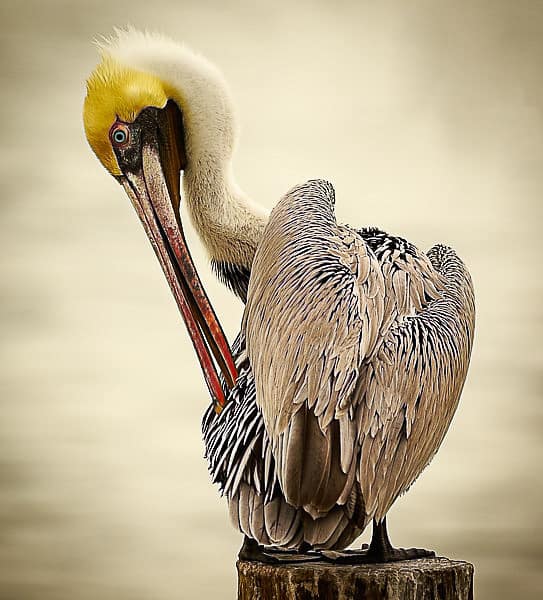 A brown pelican preens on a post.