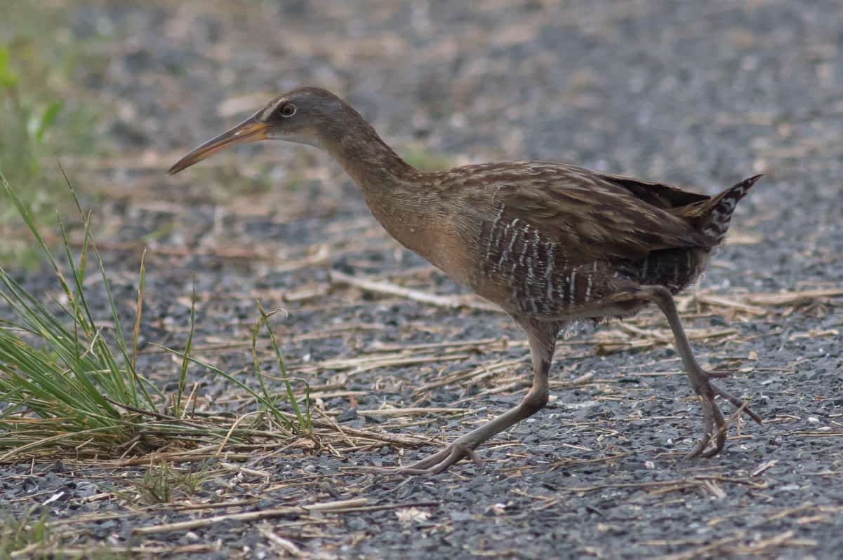 Clapper Rail by Michael Todd