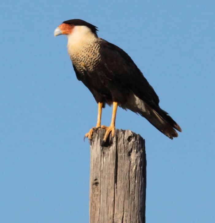 Crested Caracara. Photo by Michael Todd