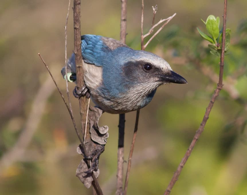 Florida Scrub-Jay by Michael Todd