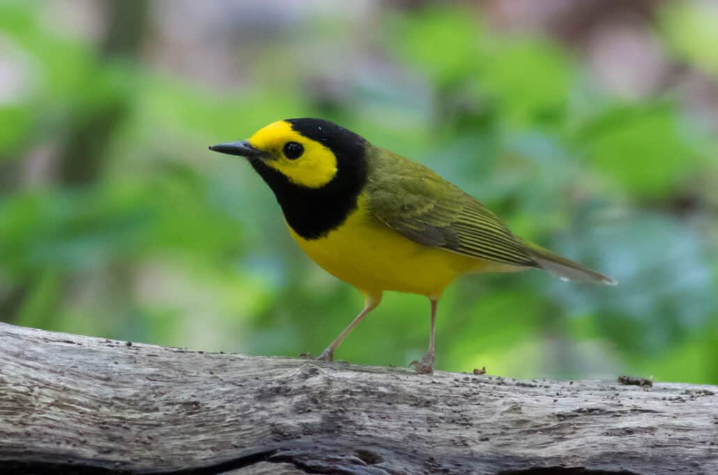 Hooded Warbler. Photo by Michael Todd