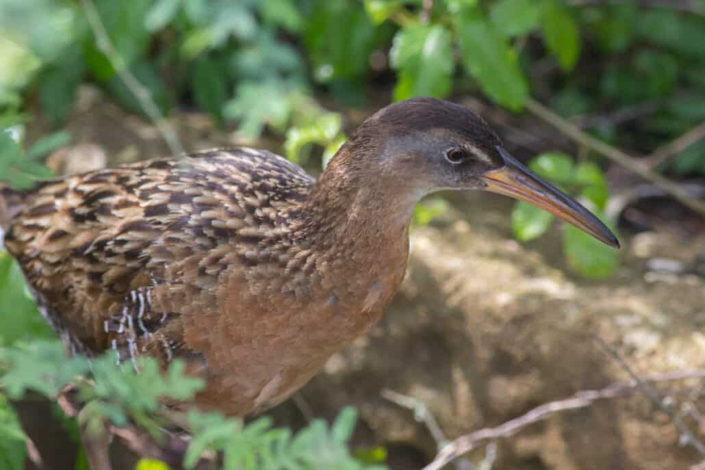 King rail. Photo by Michael Todd