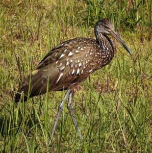 Limpkin. Photo by Mike Blevins