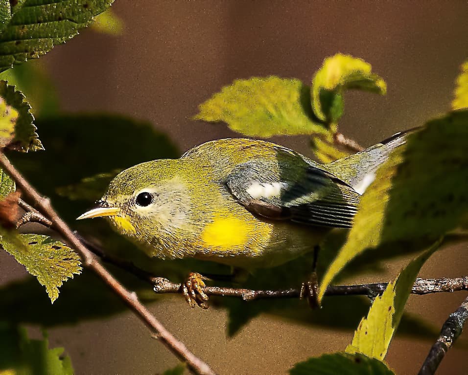 Northern Parula. Photo by Mike Blevins