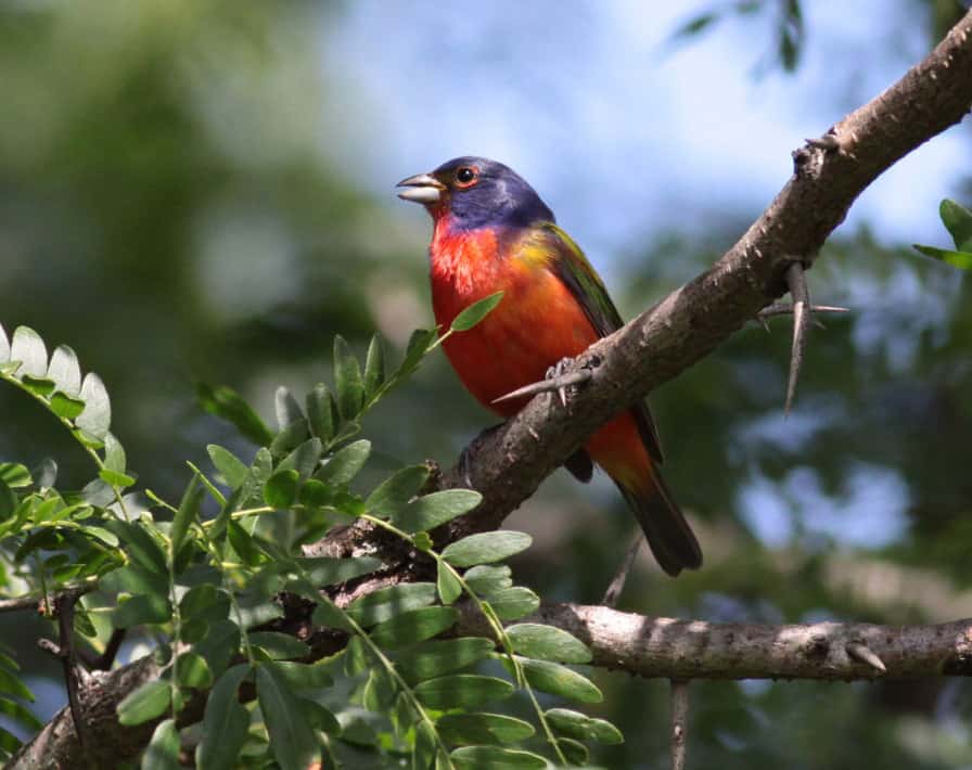 Painted Bunting. Photo by Michael Todd