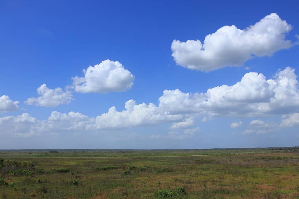 Paynes Prairie Preserve SP observation tower view. Photo by Muon via Wikimedia Commons