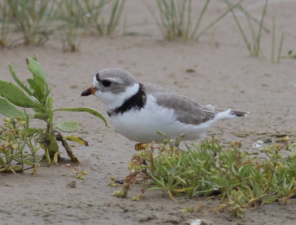 A piping plover stands among beach vegetation.