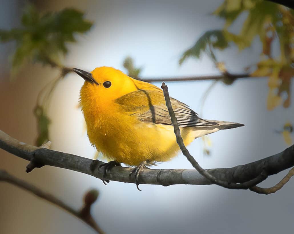 Prothonotary warbler. Photo by Mike Blevins.