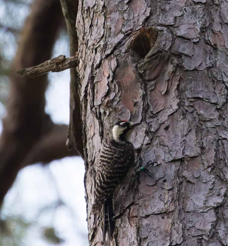 Red-cockaded Woodpecker. Photo by Michael Todd.