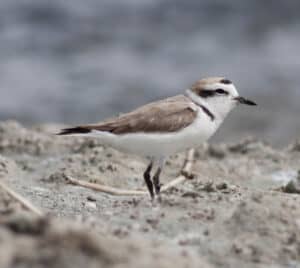 A snowy plover stands on the sand.