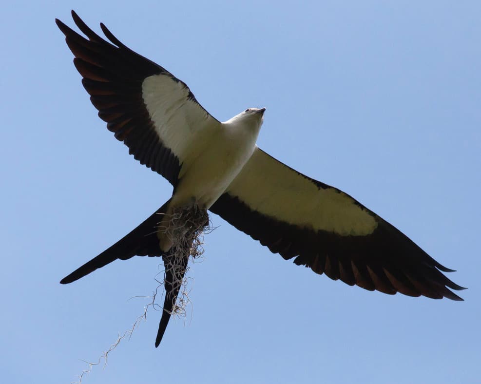 Swallow-tailed kite. Photo by Michael Todd