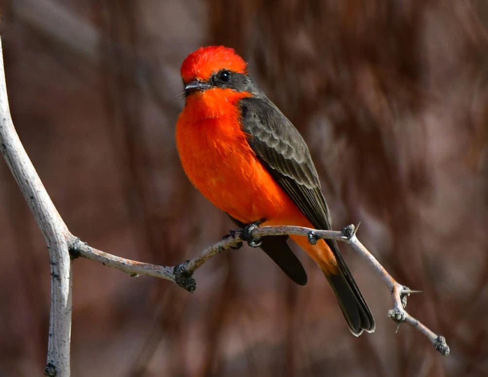 Vermillion flycatcher. Photo by Robin Edwards