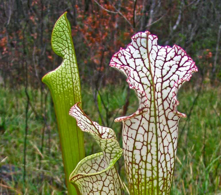 White-top pitcher plant. Photo by FloridaHikes.