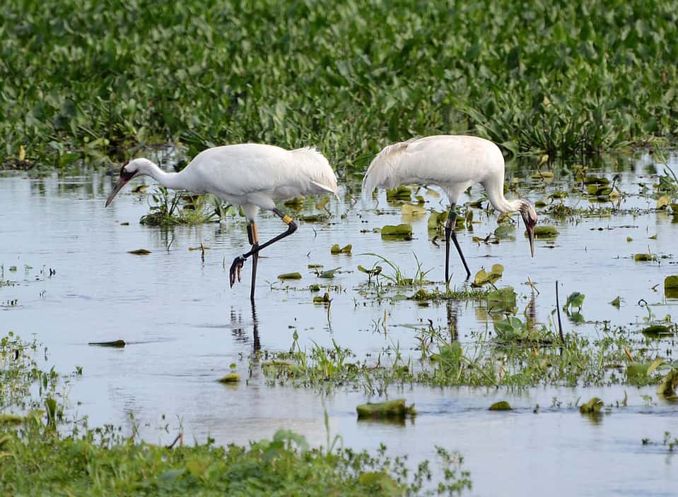 Whooping Cranes by Geoff Gallice / Wikimedia.