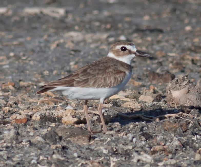 Wilson’s Plover. Photo by Michael Todd
