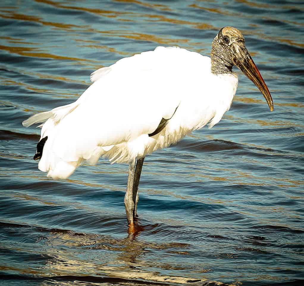 Wood stork. Photo by Mike Blevins