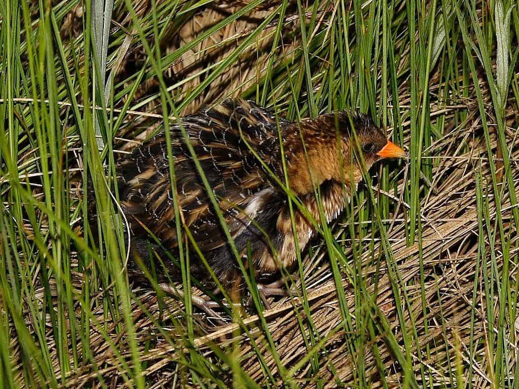 Yellow rail. Photo by Dominic Sherony via Wikimedia Commons