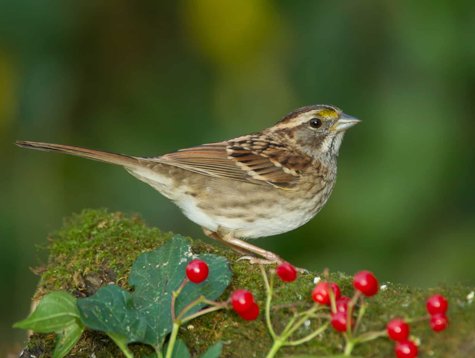 White-throated sparrow. Photo by Shutterstock.
