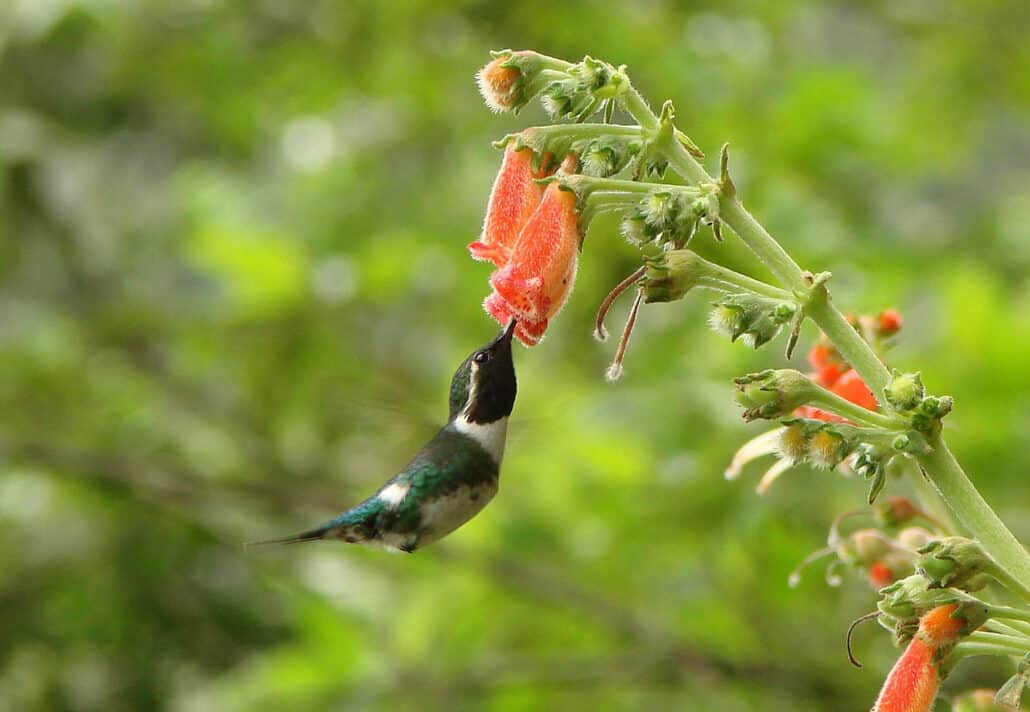Birding in Ecuador: An Overview