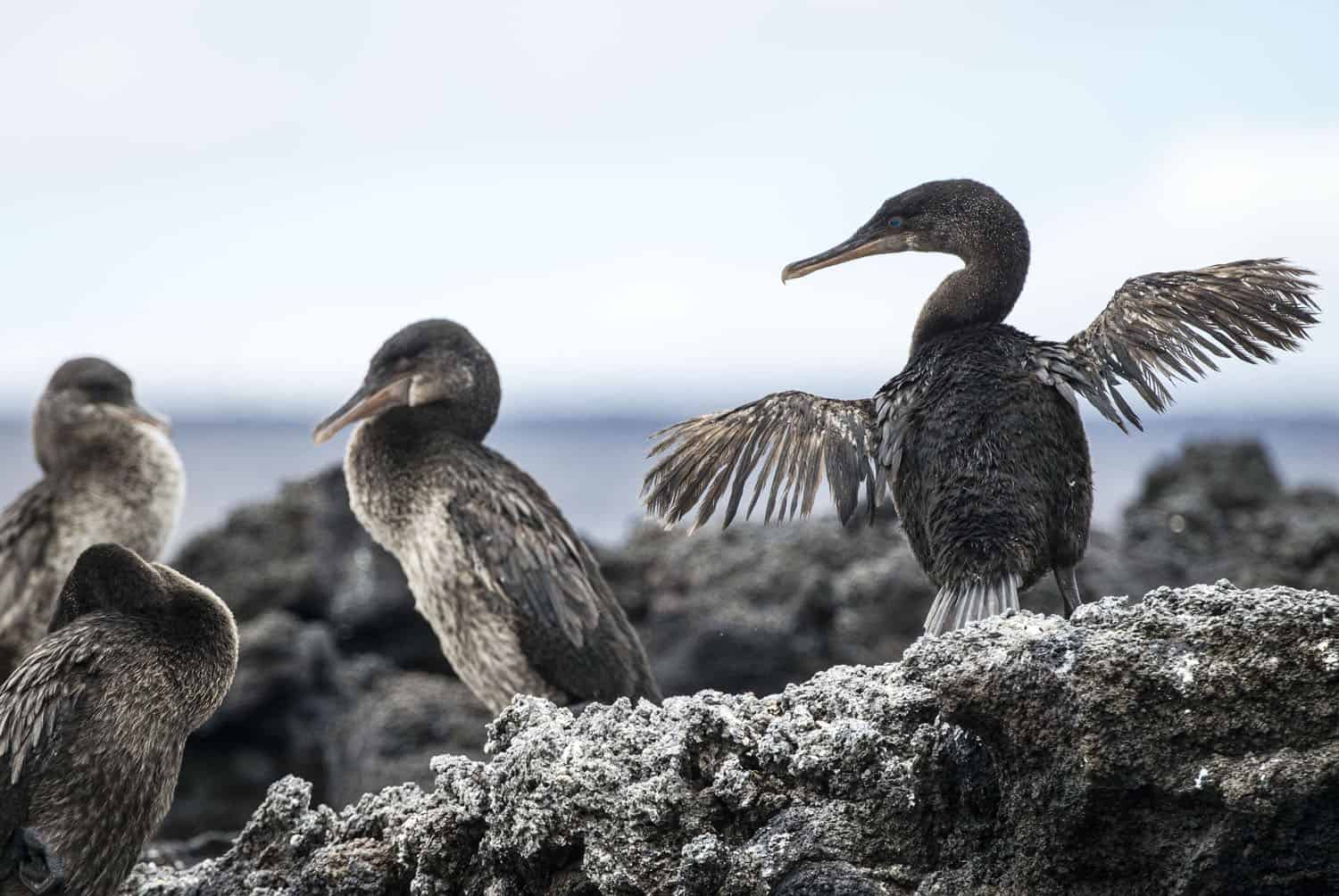 Flightless Cormorants. Photo by Donna Ikenberry.
