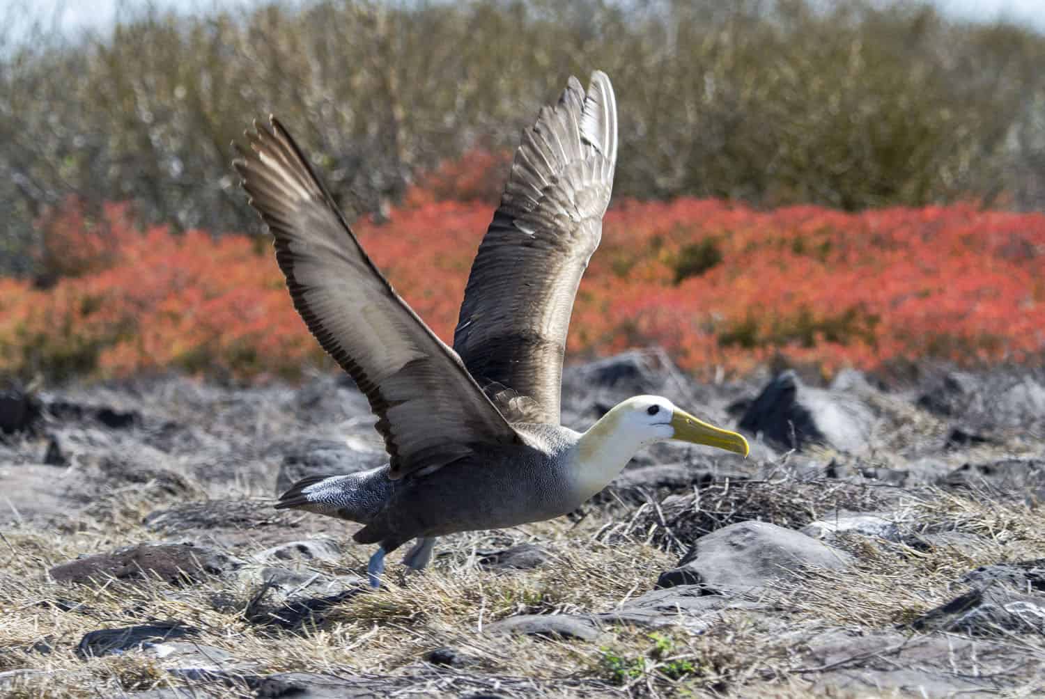 Waved Albatross at Punta Suarez. Photo by Donna Ikenberry.