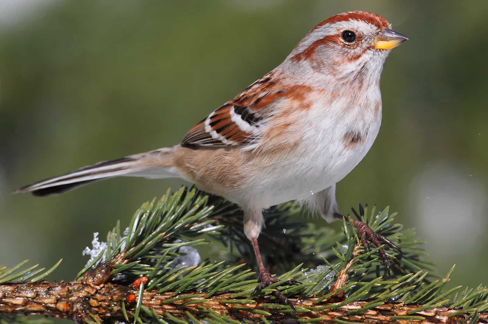 American Tree Sparrow by Shutterstock