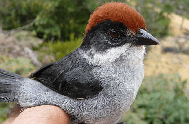 Lost bird, found: The Antioquia Brushfinch had eluded observers since it was described as a new species 12 years ago. Photos by Sergio Chaparro-Herrera