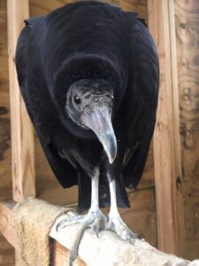 Why You Should Love Vultures Part 1: Misunderstood until it was almost too  late - News - Wild Life Vets International