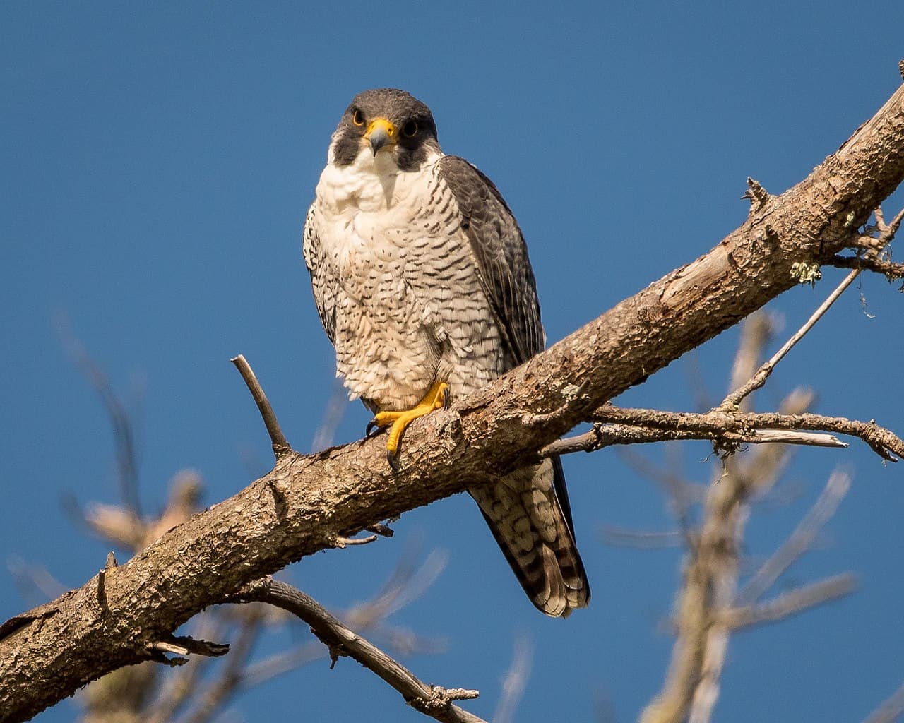 Peregrine falcon by B. Matsubara / Wikimedia.