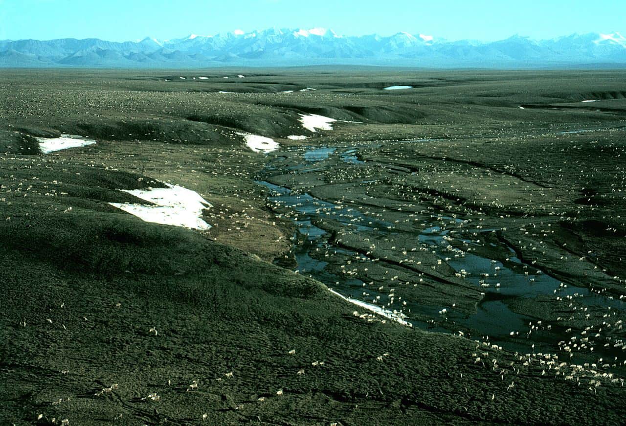 Caribou herd at the Arctic National Wildlife Refuge. Photo by USFWS / Wikimedia.