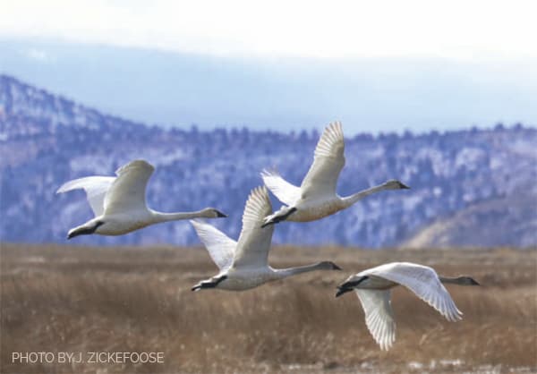 Tundra swans take off from Tule Lake, in the Klamath Basin of northern California and southern Oregon. Photo by Julie Zickefoose.