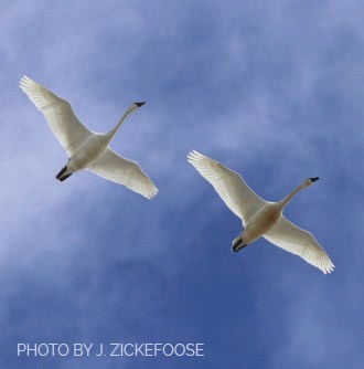 A pair of tundra swans overhead.