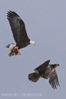 Bald eagles spar over an unlucky duck.